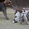 8 Woche