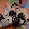 3 Woche
