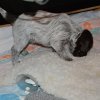 4 Woche