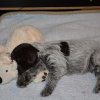 4 Woche