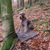 Jagd Sternfeld 2016