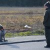 Hundekurs VJP