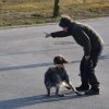 Hundekurs VJP