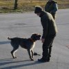 Hundekurs VJP