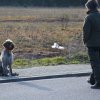 Hundekurs VJP