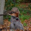 Jagd Frankreich 2016