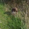 Jagd Frankreich 2016