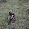 Jagd Frankreich 2016