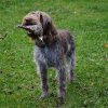 Jagd Frankreich 2016