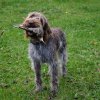 Jagd Frankreich 2016