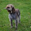 Jagd Frankreich 2016