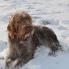 Baja im Schnee
