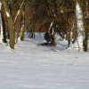 Baja im Schnee