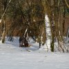 Baja im Schnee