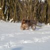 Baja im Schnee