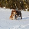 Baja im Schnee