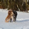 Baja im Schnee