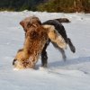 Baja im Schnee