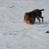 Baja im Schnee