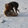 Baja im Schnee