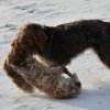 Baja im Schnee