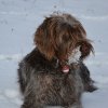 Baja im Schnee
