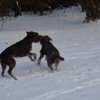 Baja im Schnee