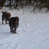Baja im Schnee